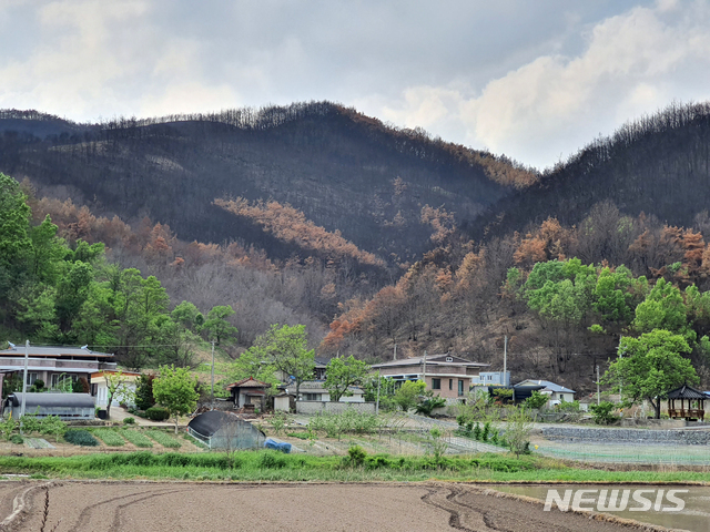 [대전=뉴시스] 안동지역 산불 피해지의 모습.