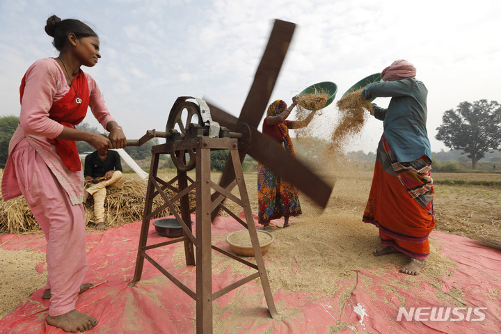 [AP=뉴시스]=사진은 기사 내용과 관계 없음. 지난해 10월31일 인도 프라야그라지 외곽에서 여성들이 갓 수확한 벼를 다듬는 모습. 2021.09.24.photo@newsis.com