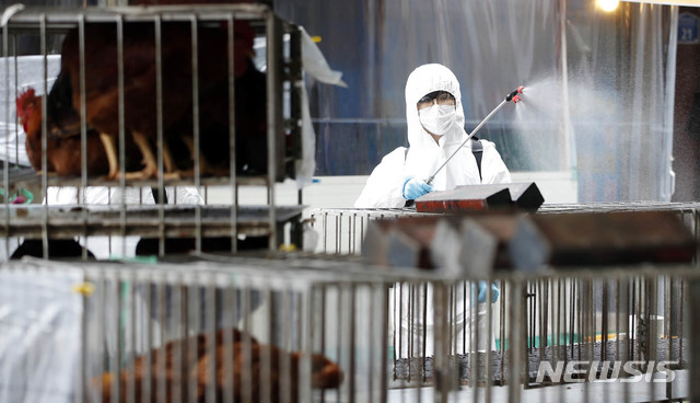 [광주=뉴시스] 변재훈 기자 = 7일 오전 광주 북구 우산동 한 재래시장 내 닭오리 판매업소에서 북구청 농업축산팀 공직자들이 조류인플루엔자(AI) 예방 소독을 하고 있다. 최근 전남 한 육용오리 사육 농장에서 고병원성 AI 확진 사례가 확인돼 방역에 비상이 걸렸다. (사진=광주 북구 제공) 2020.12.07. photo@newsis.com