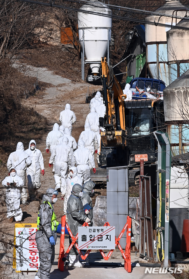 [여주=뉴시스] 김종택기자 = 8일 경기도 여주시 가남읍 한 오리농가에서 방역당국 관계자들이 살처분 작업을 하기위해 농장으로 들어가고 있다. 중수본은 고병원성 조류인플루엔자가 발생한 여주 산란계 농장 반경 3km 내 사육 가금을 예방적 살처분하고 반경 10km 내 가금농장은 30일간 이동 제한과 AI 일제 검사를 시행한다고 밝혔다. 2020.12.08.jtk@newsis.com