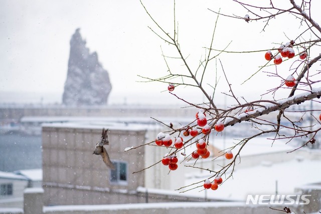  [울릉=뉴시스] 강진구 기자 = 경북 울릉군은 지난 13일 오후부터 15일 오후까지 3일간 내린 39.4㎝눈으로 울릉도는 설국이 됐다고 15일 밝혔다.사진은 눈 내리는 울릉도 전경.(사진=울릉군 제공) 2020.12.15.photo@newsis.com 