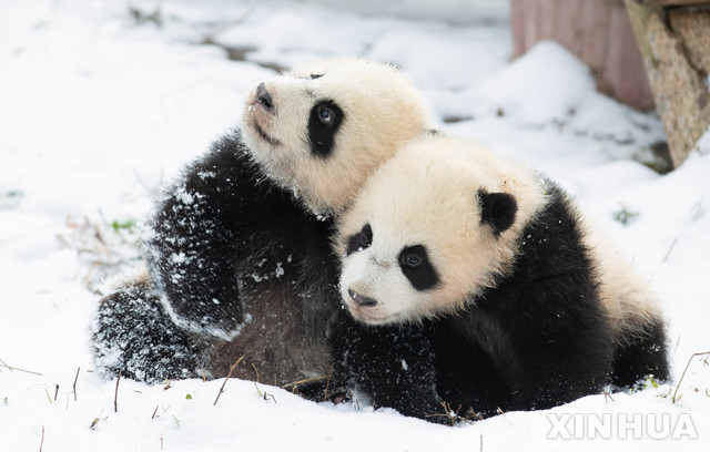 [워룽=신화/뉴시스]17일(현지시간) 중국 쓰촨성의 워룽 판다 자연보호구역에 있는 선슈핑 기지에서 자이언트 판다 두 마리가 눈을 맞으며 놀고 있다. 2020.12.18.