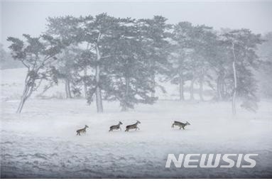 '설원에 노루 나들이', 대상이 취소됐다. (사진=제주도청 제공)