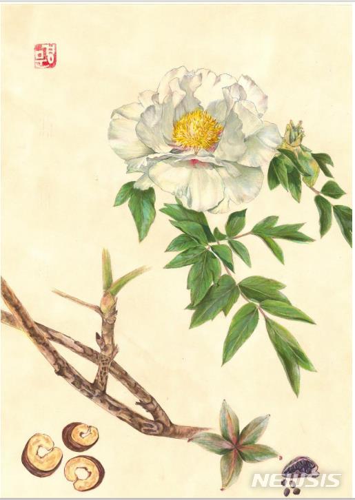 [서울=뉴시스] 김문경,작약 Peony한지에 전통안료, 350x500mm학명 : Paeonia lactiflora Pall.꽃말 : 수줍음, 부끄러움,교태효능 : 뿌리에 안식향산과 아스피라긴등이 함유되어 있어 진통, 해열, 진경,이뇨, 조혈, 지핚 등의 효능을 가지고있으며 복통, 위통, 두통, 설사복통, 월경불순, 월경이 멈추지 않는 증세, 대하증, 식은 땀을 흘리는 증세, 신체허약증 등에 좋다고 알려져 있다.