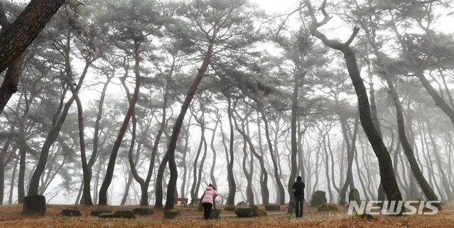 [서울=뉴시스] 지난해 12월28일 경남 거창군 웅양면 동호숲에서 시민들이 겨울 안개가 자욱한 소나무 모습을 카메라에 담고 있다. 2020.12.28. (사진=거창군 제공) photo@newsis.com