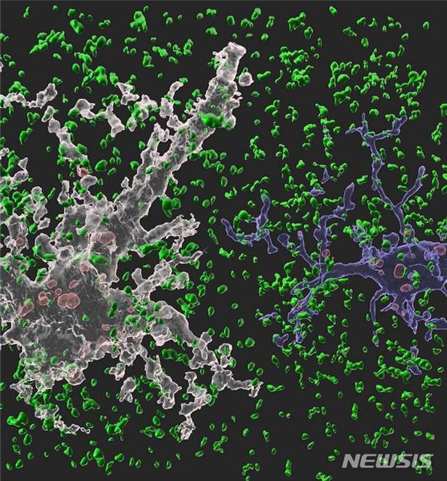 [대전=뉴시스] 네이쳐(Nature)에 수록된 KAIST 공동연구팀의 연구 이미지. 흰색 별아교세포와 파란색 미세아교세포가 시냅스(정상 시냅스는 녹색, 신경교세포에 의해 제거된 시냅스는 붉은색)를 제거하고 있는 모습.