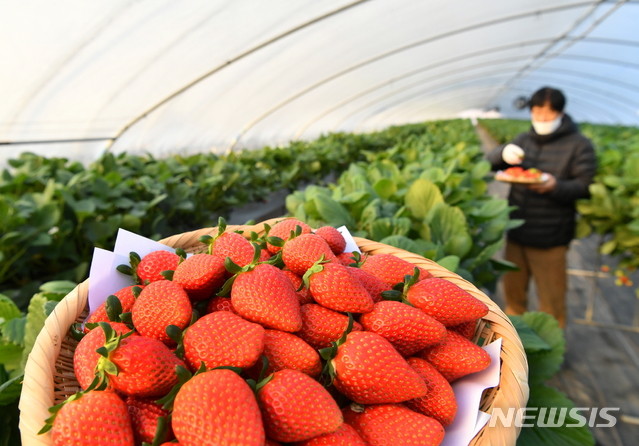 담양 딸기 세계화 성큼, 죽향·메리퀸 해외 첫 로열티 받는다