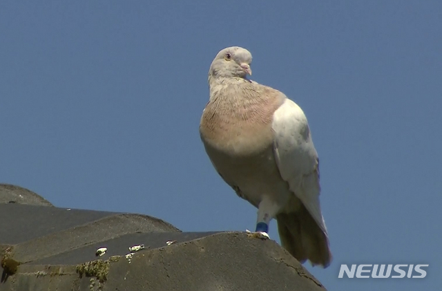 [AP/뉴시스] 13일 파란 다리 밴드가 둘러진 비둘기 '조'가 멜버른 지붕 위에 서있다. 