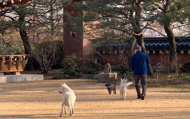 [서울=뉴시스] 문재인 대통령은 12일 청와대 관저에서 반려견, 반려묘(고양이 찡찡이, 풍산개 마루와 곰이, 입양한 유기견 토리)를 돌보며 설 명절을 보냈다. 사진은 문재인 대통령이 반려견과 산책하고 있다. (사진=청와대 제공) 2021.02.12. photo@newsis.com