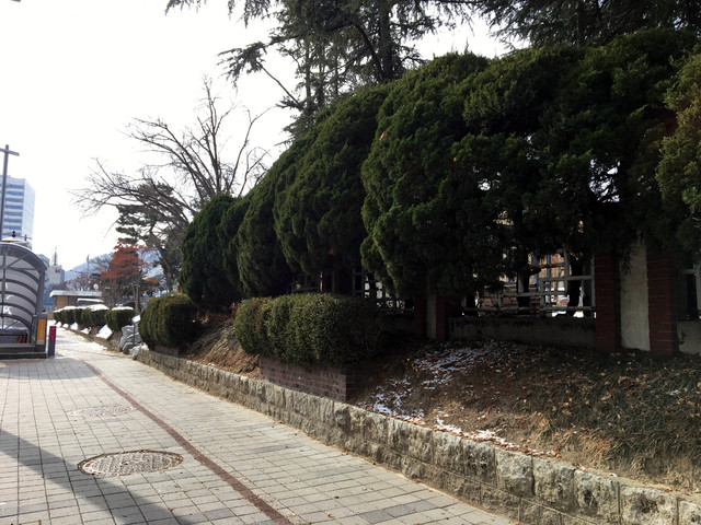 [대전=뉴시스] 대전시 중구 선화동 옛 충남도청에 식재된 향나무. *재판매 및 DB 금지