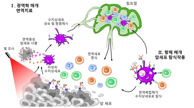 국내 연구진, 항암제를 광응답제로 치환한 연구결과 제시 