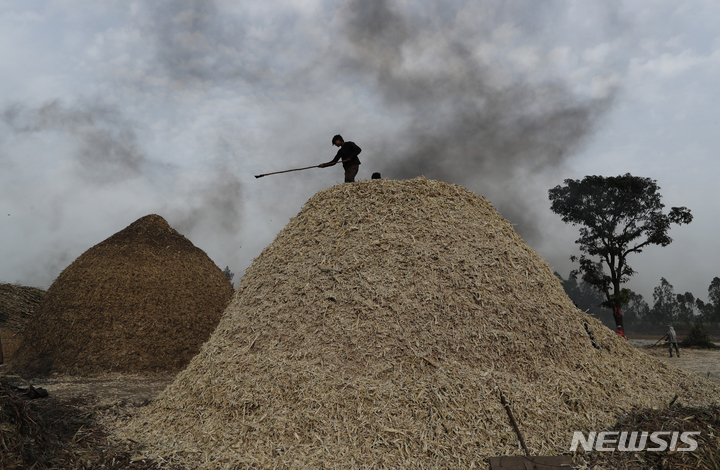 [바릴리(인도)=AP/뉴시스]2021년 3월23일 인도 바릴리 외곽에서 한 근로자가 사탕수수 섬유 더미 위에 서 있다. 인도가 국내 공급을 유지하고 가격을 안정시키기 위해 설탕 수출을 1000만t으로 제한하고 있다. 이는 밀에 대한 수출 금지 조치에 이은 것으로, 세계 설탕 공급 부족의 조짐이 보이는 가운데 나왔다. 2022.5.25