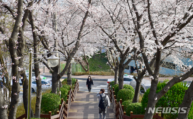 [광주=뉴시스]류형근 기자 = 24일 오전 광주 동구 조선대학교병원 앞 도롯가에 벚꽃이 꽃망울을 터뜨려 봄을 실감하게 하고 있다. 2021.03.24. hgryu77@newsis.com