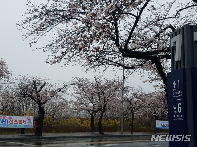 [서울=뉴시스]이윤희 기자 = 27일 찾은 서울 영등포구 여의도 윤중로의 모습. 