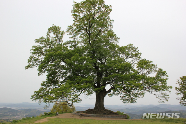 [부여=뉴시스]부여 가림성 느티나무(사랑나무) 모습. 2021.04.07.(사진=부여군)