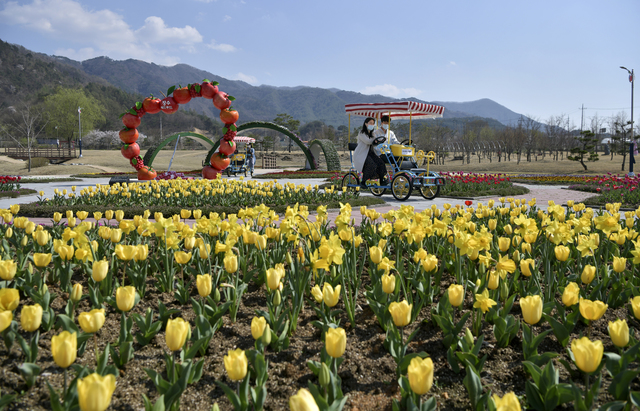 [서울=뉴시스]8일 전북 장수군 누리파크를 찾은 사람들이 튤립이 만개한 경관단지에서 커플자전거를 즐기고 있다. (사진=장수군 제공) 2021.04.08. photo@newsis.com *재판매 및 DB 금지