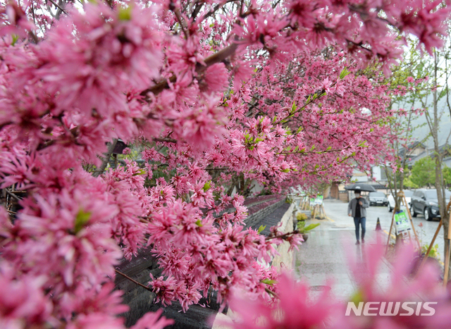 [전주=뉴시스] 김얼 기자 = 전북 전주한옥마을 담벼락에 박태기나무꽃이 만개해 있다. 2021.04.12.pmkeul@newsis.com