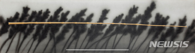 [서울=뉴시스] 에드 루샤, Plants, Pole1996, 캔버스에 유채, 아크릴, 55.5×203.2cm추정가 7억12억.