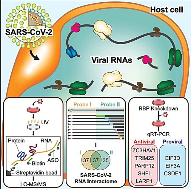 [대전=뉴시스] IBS 연구 결과 요약도. HCoV-OC43의 RNA에 결합하는 단백질체 비교분석을 통해 이들이 상당부분 같은 숙주 단백질들을 이용한다는 것이 확인됐고 LARP1, ZC3HAV1, TRIM25, PARP12, SHFL 등 17개의 항바이러스 단백질들의 존재도 밝혀졌다. 또 EIF3D, CSDE1 등 8개의 단백질은 바이러스 증식에 이용된다는 것도 규명됐다. *재판매 및 DB 금지