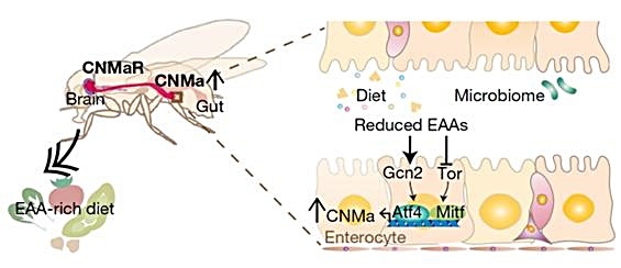 [대전=뉴시스]초파리의 필수아미노산 항상성 유지 기전 모식도. 음식 또는 장내미생물 유래 필수아미노산이 결핍되면 장 세포의 Gcn2-Atf4와 Tor-Mitf 신호전달에 의해 CNMa 호르몬의 발현이 유도된다. 발현된 CNMa 호르몬은 CNMa 수용체를 자극해 필수아미노산을 섭취하는 섭식행동을 일으킨다.(사진=KAIST 제공). *재판매 및 DB 금지