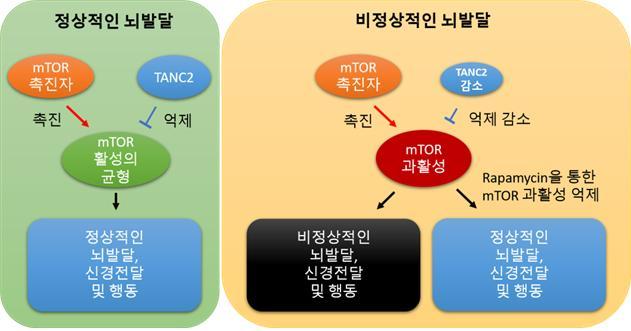 [대전=뉴시스]TANC2에 의한 mTOR 신호전달체계의 균형 유지 모식도. 정상적인 뇌발달 상황에서 mTOR의 활성은 촉진자와 억제자(TANC2)에 의해 균형 있게 조절되지만 TANC2의 양이나 기능이 감소하면 균형이 깨져 mTOR의 과활성화가 초래돼 비정상적인 뇌발달 등이 유발된다. *재판매 및 DB 금지