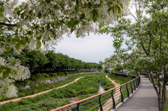 [홍성=뉴시스]홍성군 하천에 이팝나무가 눈꽃처럼 만개돼 있다. *재판매 및 DB 금지