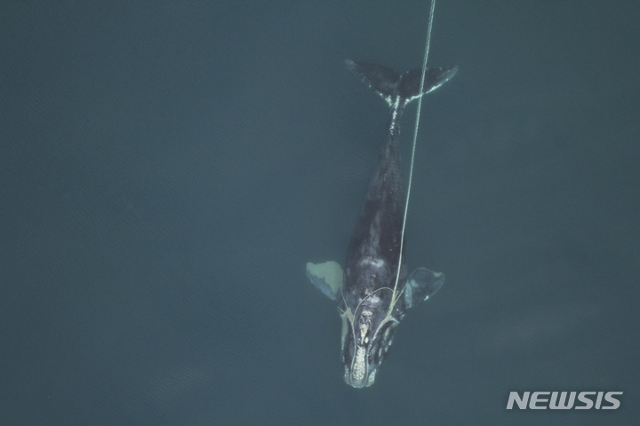 [AP/뉴시스]2010년 12월30일 플로리다 어류 및 야생동물보호위원회가 제공한 사진 속에서 북대서양 참고래 암컷 한 마리가 낚시 장비에 묶여 있는 것이 보인다. 이 고래는 2011년 2월 죽었다. 미 조지아주 해안에서 낚싯줄에 입이 묶인 채 갓 태어난 새끼와 함께 헤엄치는 멸종위기종의 참고래가 과학자들에 의해 발견됐다. 2021.12.7
