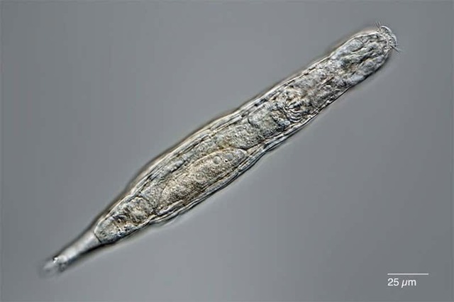 시베리아 북동부 영구 동토층에서 2만4000년만에 발견된 담륜충. (사진=Michael Plewka 제공) *재판매 및 DB 금지 *재판매 및 DB 금지