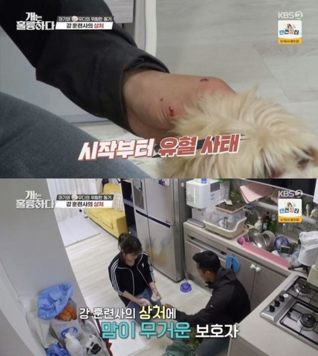 [서울=뉴시스] 강형욱 훈련사가 훈련 중 개 물림 사고를 당했다. (사진 = KBS 2TV '개는 훌륭하다' 캡처) 2021.06.15. photo@newsis.com *재판매 및 DB 금지