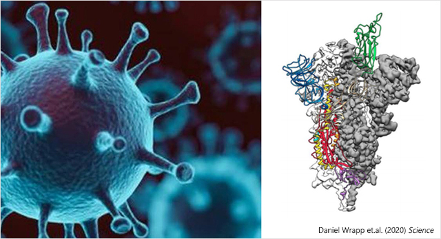[부산=뉴시스]코로나19 바이러스의 3차원 가상모델(왼쪽)과 코로나19 바이러스의 돌기(스파이크 단백질)를 'Cryo TEM' 장비로 영상분석해 얻은 원자수준의 3차원 단백질 구조 지도. (사진=부산대 제공) *재판매 및 DB 금지