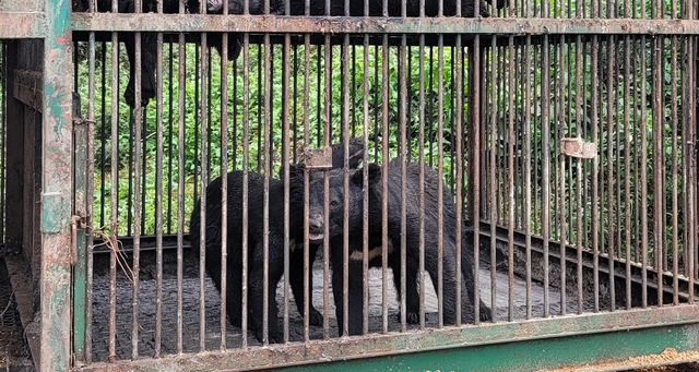 [용인=뉴시스]박종대 기자 = 6일 경기 용인시 처인구 이동읍에 소재한 곰 사육농가에서 곰 2마리가 탈출한 가운데 해당 농가에서 키우고 있는 다른 곰들이 사육장 안을 돌아다니고 있다. 2021.7.6. pjd@newsis.com *재판매 및 DB 금지