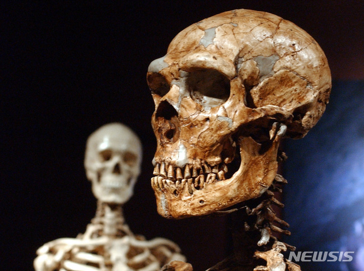 [뉴욕=AP/뉴시스]뉴욕 자연사박물관에 전시된 네안데르탈인의 복원된 두개골과 현생 인류의 두개골. 2003.1.8.