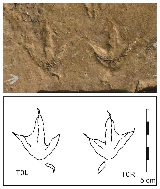 [진주=뉴시스] 사천 비토섬 물갈퀴 새 발자국 화석. (위) 이그노토오르니스 승조서아이(Ignotornis seoungjoseoi) 화석, (아래) 물갈퀴 새 발자국 윤곽선(출처 백악기 연구, Cretaceous Research). *재판매 및 DB 금지