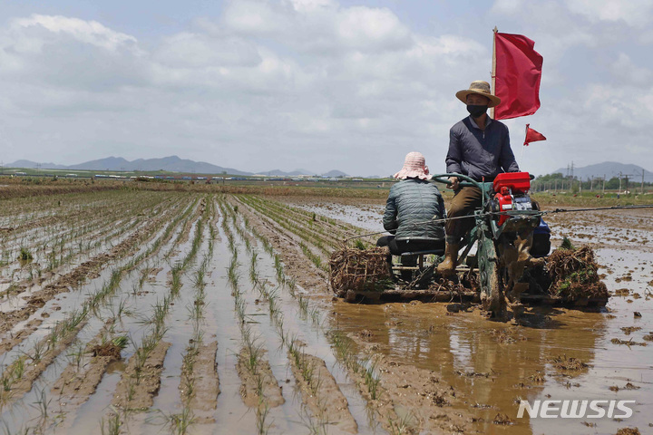 [평양=AP/뉴시스]지난 5월 25일 북한 농민들이 평양 락랑구역 남사협동농장에 벼를 심는 모습. 2021.08.03. 