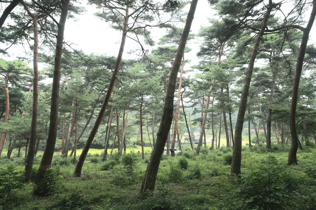 안면도 소나무 숲 *재판매 및 DB 금지