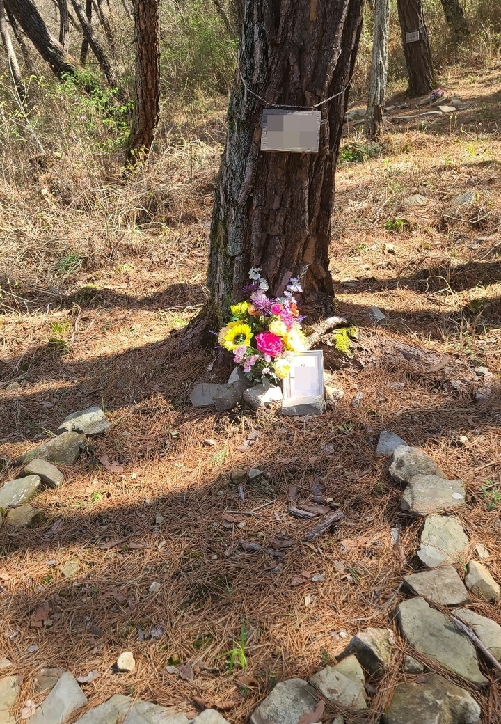 [의성=뉴시스] 김진호 기자 = 의성 고운사에 불법으로 조성된 수목장에 고인의 이름이 쓰인 표지판이 걸려 있다. 2021.08.31 kjh9326@newsis.com *재판매 및 DB 금지