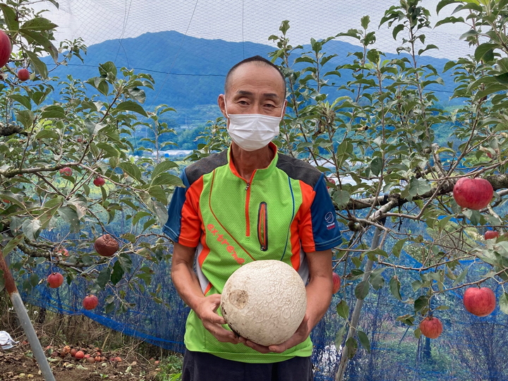 남원 지리산 입석마을에서 사과농장을 운영 중인 주지환씨가 지신의 사과밭에서 발견한 '댕구알버섯'을 들어보이고 있다. *재판매 및 DB 금지