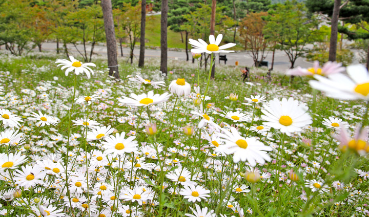 [산청=뉴시스]산청 동의보감촌 구절초.  *재판매 및 DB 금지