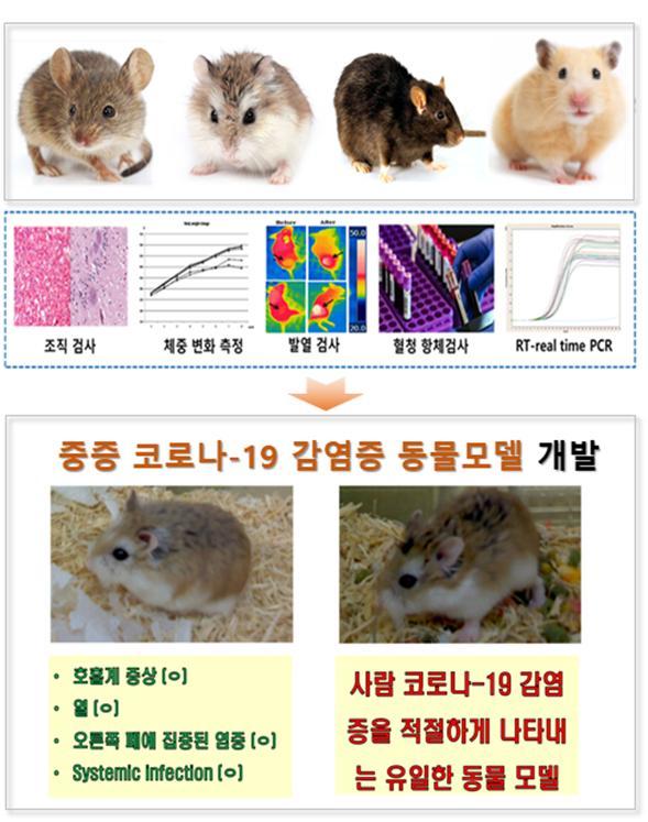 [대전=뉴시스] KBSI가 전북대와 공동개발에 성공한 중증 코로나19 감염증 동물모델. *재판매 및 DB 금지