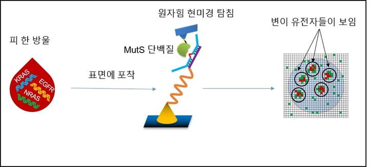 [포항=뉴시스] 강진구 기자 = 포스텍(총장 김무환)은 화학과 박준원 교수 연구팀이 서울대학교 의과대학, 서울성모병원과의 공동 연구를 통해 원자힘 현미경(Atomic Force Microscope)을 이용해 유전자를 증폭하지 않고도 변이유전자를 검출하는 방법을 개발했다고 1일 밝혔다.사진은 증폭없이 혈액내 변이유전자를 민감하고 특이도 높게 검출하는 모식도.(사진=포스텍 제공) 2021.11.01.photo@newsis.com *재판매 및 DB 금지