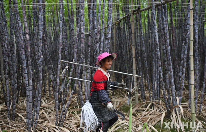 [ 웡위안( 중국 광둥성)=신화/뉴시스] 중국 광둥성의 사탕수수농장.  광둥성은 1981년부터 40년동안 주민들의 끊임없는 자발적인 녹화사업으로 50억그루 이상의 나무를 심었다고 기념식에서 밝혔다.    