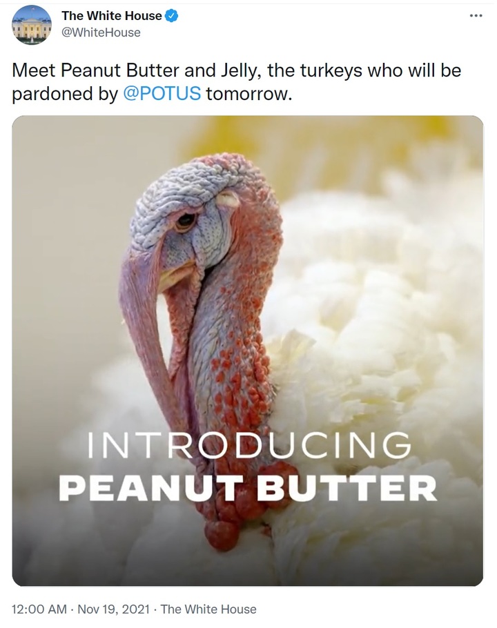 [서울=뉴시스]미국 백악관은 18일(현지시간) 트위터를 통해 올해 사면될 칠면조라면서 "땅콩버터(Peanut Butter)"와 "젤리(Jelly)"라는 이름의 칠면조 두 마리의 동영상을 공개했다. 사진은 백악관 트위터 갈무리. 2021.11.19. *재판매 및 DB 금지.
