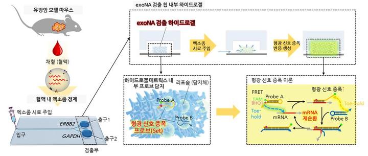 [대전=뉴시스] 혈액 내 암 유래 엑소좀 검출을 위한 미세유체칩 개략도. *재판매 및 DB 금지