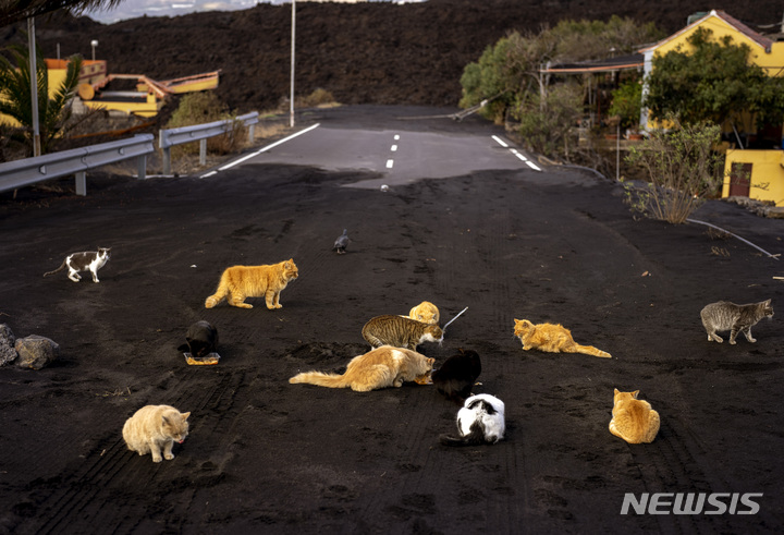 [라팔마=AP/뉴시스] 3일(현지시간) 스페인 카나리아제도 라팔마섬에서 고양이들이 화산재로 뒤덮인 도로 위에서 먹이를 먹고 있다. 2021.12.08.