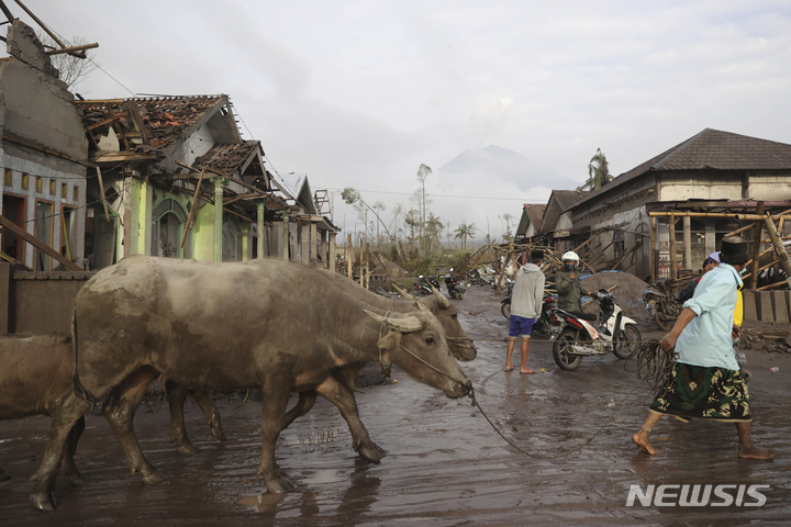 [자바(인도네시아)=AP/뉴시스]5일 인도네시아 자바섬 동부에 위치한 스메루 산이 분화한 가운데 마을 주민들이 대피하고 있다. 2021.12.06.