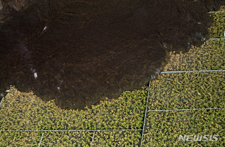 [라팔마=AP/뉴시스] 6일(현지시간) 스페인 카나리아제도 라팔마섬에서 화산 용암으로 인해 바나나 농장이 훼손돼 있다. 2021.12.08.