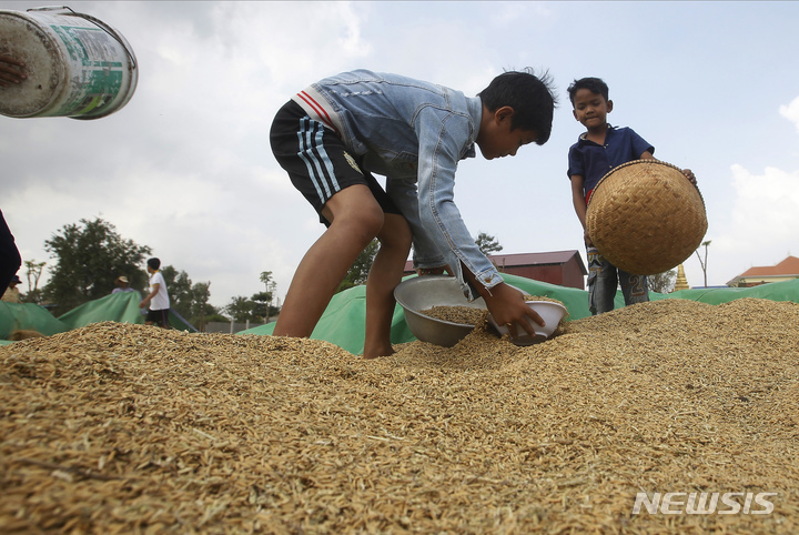 [프놈펜=AP/뉴시스] 우크라이나 전쟁, 이상 기후, 식량 수출 금지 등으로 세계 곡물 가격이 폭등했다. 사진은 캄보디아 삼롱 키예브 마을 농가에서 아이들이 벼를 고르는 모습. 