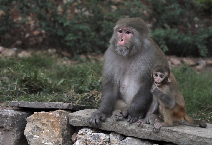 [파키스탄=AP/뉴시스] 파키스탄 이슬라마바드 북쪽 다만에코 공원에서 지난 9월6일 야생 원숭이가 새끼를 안고 있다. 2021.12.22. *재판매 및 DB 금지