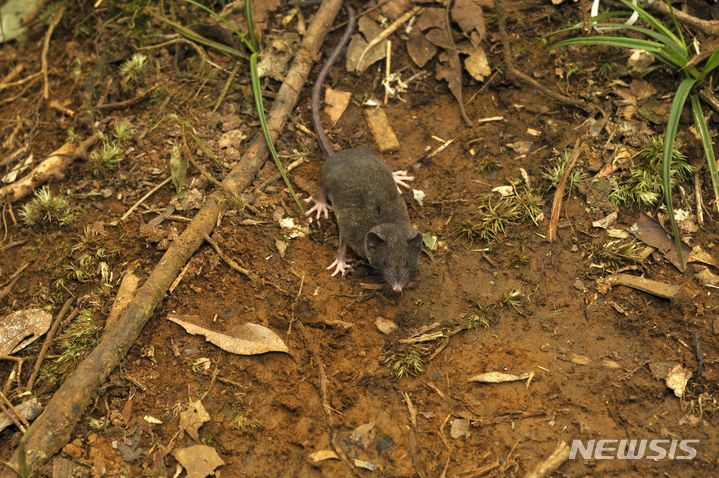 [AP/뉴시스 자료사진]인도네시아 술라웨시 섬에서 새로 발견된 14종의 뾰족뒤쥐 중 하나. 2022.8.11.