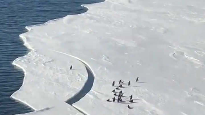 빙하가 갈라지면서 펭귄 한 마리가 무리에서 고립될 위험에 처했다. 출처 :Twitter Mike Galsworth *재판매 및 DB 금지